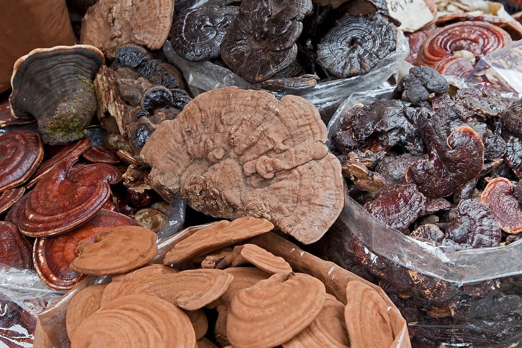 El Reishi, El Hongo de la Inmortalidad