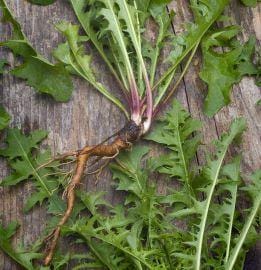 Dandelion Root (Diente de León) - Image 3