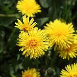 Dandelion Root (Diente de León)
