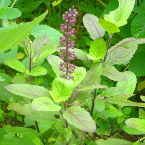 Holy Basil- Rama - Image 2