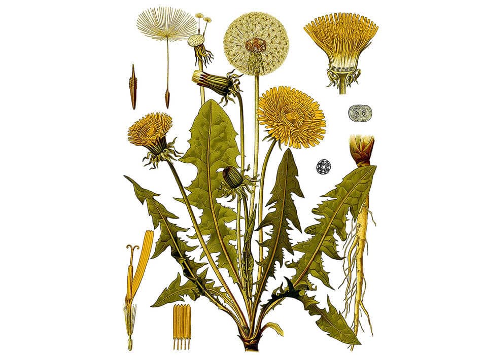 Dandelion Leaf-(Diente de León) - Image 2